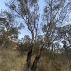 Eucalyptus blakelyi at O'Malley, ACT - 4 Apr 2023