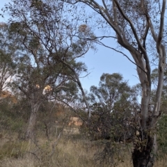 Eucalyptus blakelyi at GG125 - 4 Apr 2023