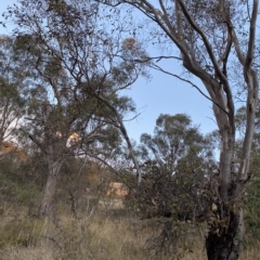 Eucalyptus blakelyi at Undefined Area - 4 Apr 2023 05:45 PM