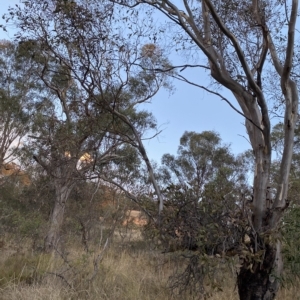 Eucalyptus blakelyi at O'Malley, ACT - 4 Apr 2023