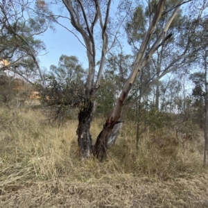 Eucalyptus blakelyi at GG125 - 4 Apr 2023