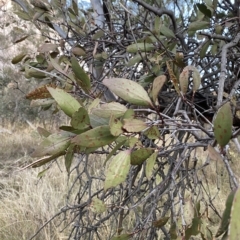 Muellerina eucalyptoides (Creeping Mistletoe) at Isaacs Ridge - 4 Apr 2023 by Tapirlord