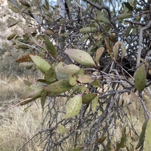 Muellerina eucalyptoides at Isaacs, ACT - 4 Apr 2023 05:45 PM