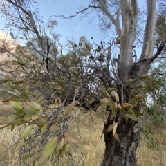 Muellerina eucalyptoides at Isaacs, ACT - 4 Apr 2023