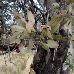 Muellerina eucalyptoides at Isaacs, ACT - 4 Apr 2023 05:45 PM