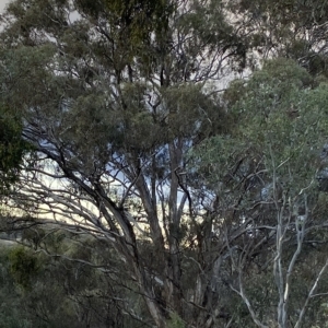 Eucalyptus melliodora at Isaacs Ridge and Nearby - 4 Apr 2023