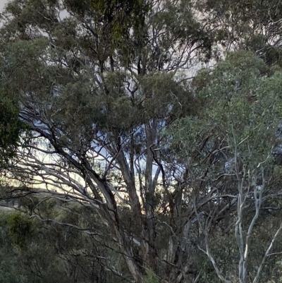 Eucalyptus melliodora (Yellow Box) at Isaacs Ridge - 4 Apr 2023 by Tapirlord