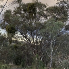 Eucalyptus melliodora at Isaacs Ridge and Nearby - 4 Apr 2023