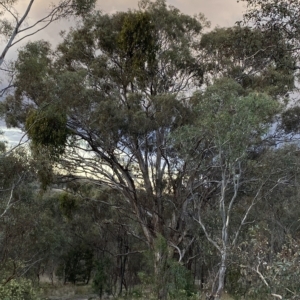 Eucalyptus melliodora at Isaacs, ACT - 4 Apr 2023