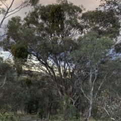 Eucalyptus melliodora at Isaacs, ACT - 4 Apr 2023