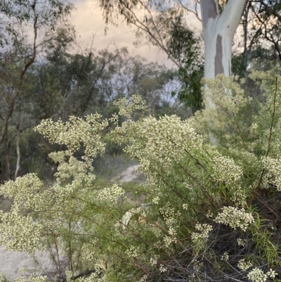 Cassinia quinquefaria (Rosemary Cassinia) at Isaacs, ACT - 4 Apr 2023 by Tapirlord