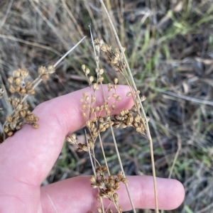 Juncus subsecundus at Isaacs, ACT - 4 Apr 2023