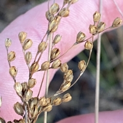 Juncus subsecundus at Isaacs, ACT - 4 Apr 2023 05:41 PM