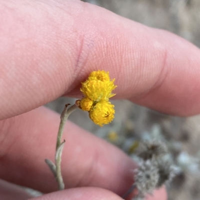 Chrysocephalum apiculatum (Common Everlasting) at Mount Mugga Mugga - 4 Apr 2023 by Tapirlord