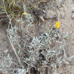 Chrysocephalum apiculatum at O'Malley, ACT - 4 Apr 2023 05:41 PM