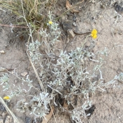 Chrysocephalum apiculatum at O'Malley, ACT - 4 Apr 2023