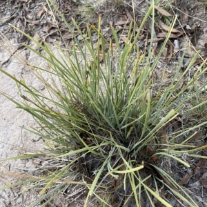 Lomandra filiformis subsp. coriacea at O'Malley, ACT - 4 Apr 2023