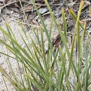 Lomandra filiformis subsp. coriacea at O'Malley, ACT - 4 Apr 2023