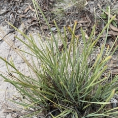 Lomandra filiformis subsp. coriacea at O'Malley, ACT - 4 Apr 2023 05:40 PM