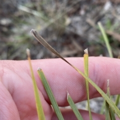 Lomandra filiformis subsp. coriacea at O'Malley, ACT - 4 Apr 2023