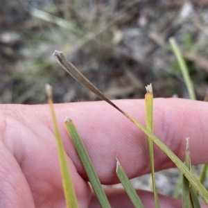 Lomandra filiformis subsp. coriacea at O'Malley, ACT - 4 Apr 2023 05:40 PM