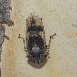 Stenocotis depressa at Scullin, ACT - 12 Jan 2023 02:52 PM