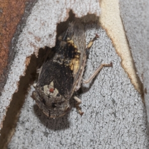 Stenocotis depressa at Scullin, ACT - 12 Jan 2023 02:52 PM