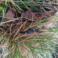 Helicarion cuvieri (A Semi-slug) at Cotter River, ACT - 21 Apr 2023 by Minz