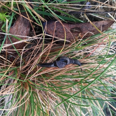 Helicarion cuvieri (A Semi-slug) at Cotter River, ACT - 20 Apr 2023 by Minz