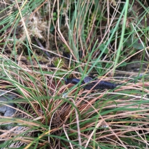 Helicarion cuvieri at Cotter River, ACT - 21 Apr 2023 06:55 AM