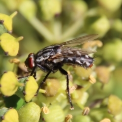 Sarcophaga sp. (genus) (Flesh fly) at Hughes, ACT - 21 Apr 2023 by LisaH
