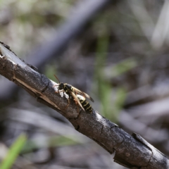 Polistes (Polistes) chinensis (Asian paper wasp) at Higgins Woodland - 18 Apr 2023 by Untidy