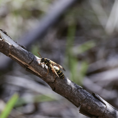 Polistes (Polistes) chinensis (Asian paper wasp) at Higgins, ACT - 18 Apr 2023 by Untidy