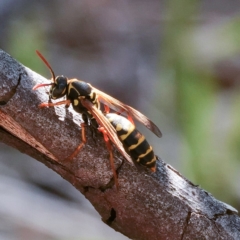 Polistes (Polistes) chinensis at Higgins, ACT - 18 Apr 2023