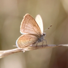 Zizina otis (Common Grass-Blue) at Deakin, ACT - 21 Apr 2023 by LisaH