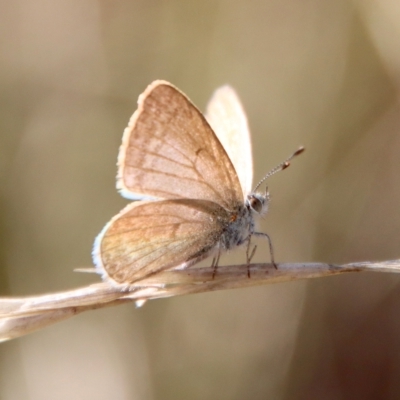 Zizina otis (Common Grass-Blue) at Red Hill to Yarralumla Creek - 21 Apr 2023 by LisaH