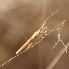 Leptocoris mitellatus (Leptocoris bug) at Hughes Grassy Woodland - 21 Apr 2023 by LisaH