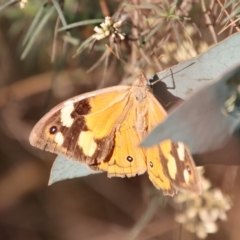 Heteronympha merope (Common Brown Butterfly) at Hughes Grassy Woodland - 21 Apr 2023 by LisaH