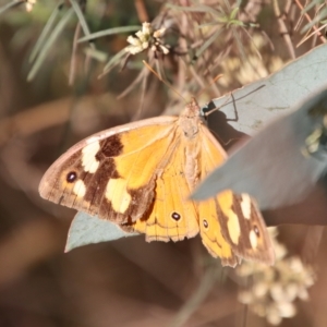 Heteronympha merope at Deakin, ACT - 21 Apr 2023