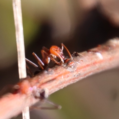 Iridomyrmex purpureus (Meat Ant) at Hughes Grassy Woodland - 21 Apr 2023 by LisaH