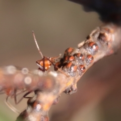 Iridomyrmex purpureus at Deakin, ACT - 21 Apr 2023