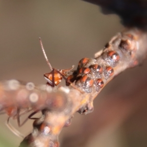 Iridomyrmex purpureus at Deakin, ACT - 21 Apr 2023