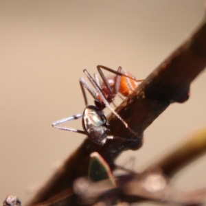 Iridomyrmex purpureus at Deakin, ACT - 21 Apr 2023