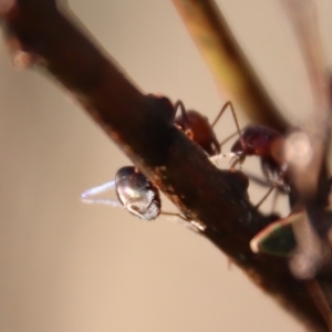 Iridomyrmex purpureus at Deakin, ACT - 21 Apr 2023