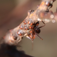 Iridomyrmex purpureus at Deakin, ACT - 21 Apr 2023