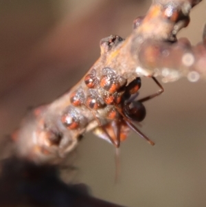 Iridomyrmex purpureus at Deakin, ACT - 21 Apr 2023