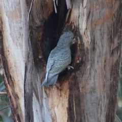 Callocephalon fimbriatum (Gang-gang Cockatoo) at Hughes Grassy Woodland - 21 Apr 2023 by LisaH