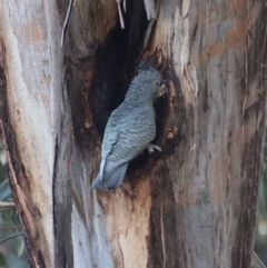Callocephalon fimbriatum (Gang-gang Cockatoo) at Red Hill to Yarralumla Creek - 21 Apr 2023 by LisaH