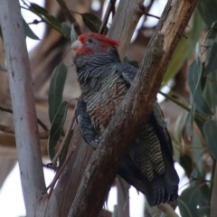 Callocephalon fimbriatum at Hughes, ACT - suppressed