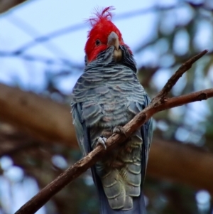 Callocephalon fimbriatum at Hughes, ACT - 21 Apr 2023